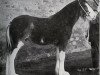 stallion Muirton Sensation 24672 (Clydesdale, 1950, from Muirton Monarch)