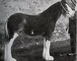 Deckhengst Muirton Sensation 24672 (Clydesdale, 1950, von Muirton Monarch)