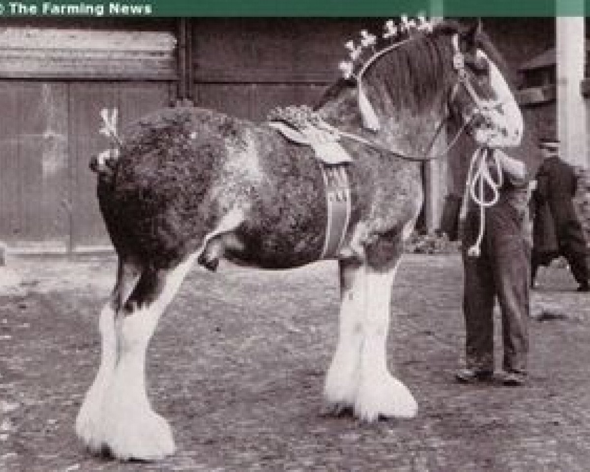 stallion Craigie Gallant Hero (Clydesdale, 1957, from Craigie Commodore)