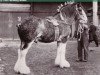 stallion Craigie Gallant Hero (Clydesdale, 1957, from Craigie Commodore)