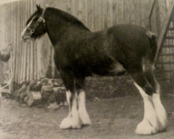 stallion Ambassador 23284 (Clydesdale, 1937, from Benevolence)