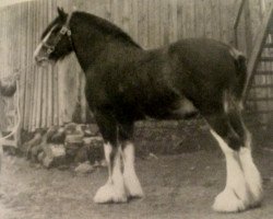 stallion Ambassador 23284 (Clydesdale, 1937, from Benevolence)