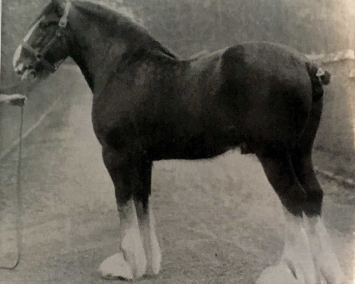 Deckhengst Douglas Castle (Clydesdale,  , von Amir)
