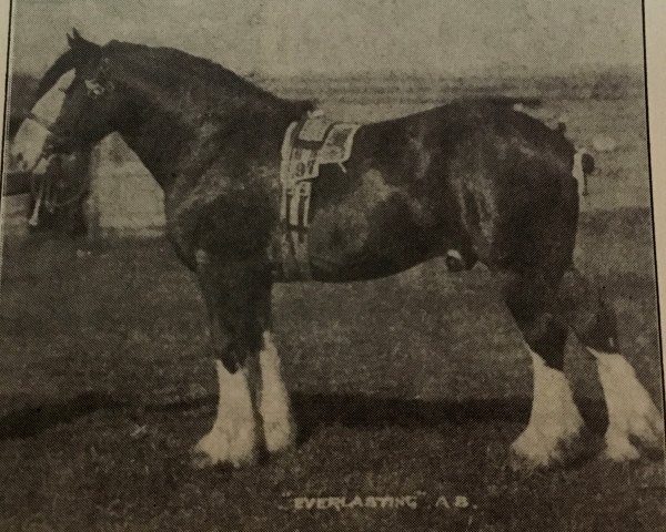 stallion Everlasting (Clydesdale, 1900, from Baron's Pride 9122)