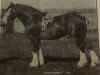 stallion Everlasting (Clydesdale, 1900, from Baron's Pride 9122)