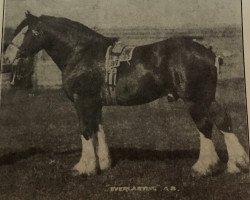 Deckhengst Everlasting (Clydesdale, 1900, von Baron's Pride 9122)