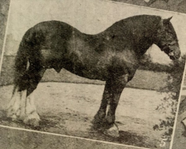 stallion Macgregor 1487 (Clydesdale, 1878, from Darnley)