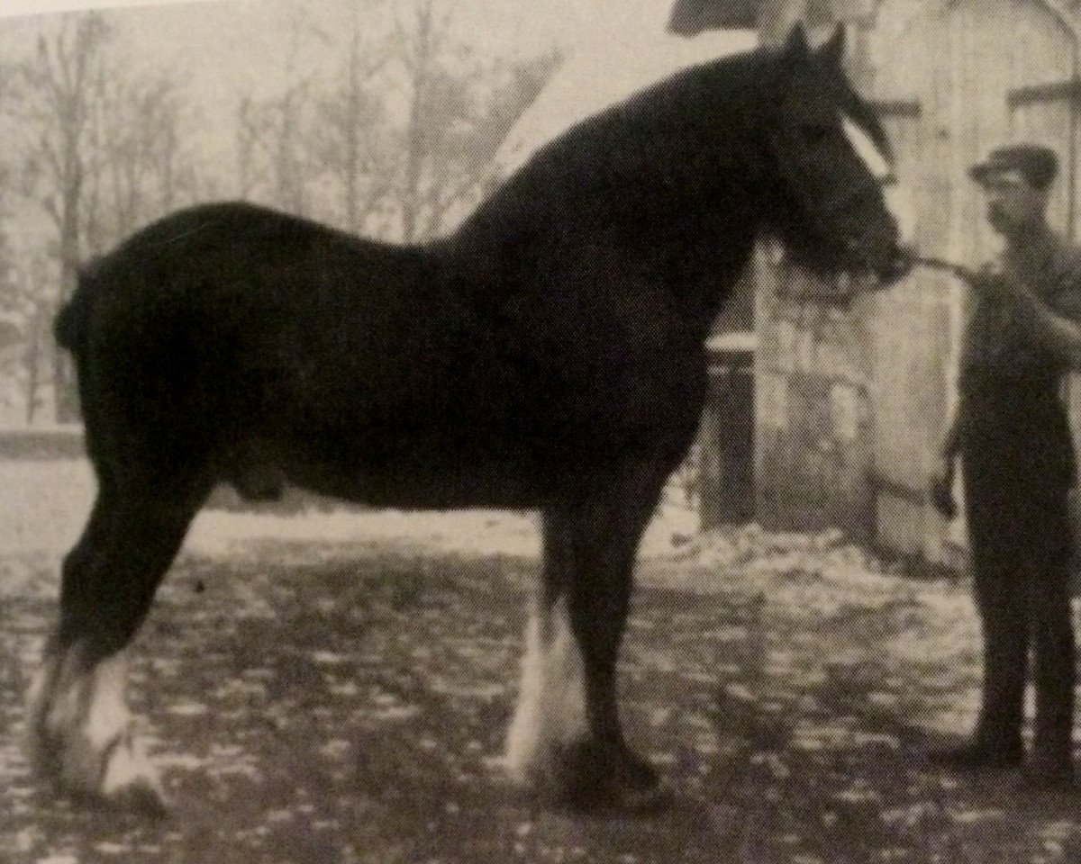 stallion Sir Everard (Clydesdale, 1885, from Top Gallant 1850)