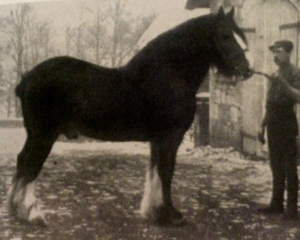 stallion Sir Everard (Clydesdale, 1885, from Top Gallant 1850)