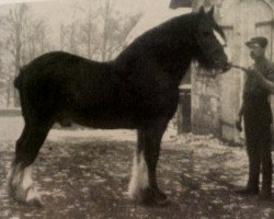 Deckhengst Sir Everard (Clydesdale, 1885, von Top Gallant 1850)