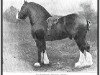 stallion Baron's Pride 9122 (Clydesdale, 1890, from Sir Everard)