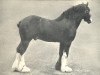 stallion Baron of Buchlyvie (Clydesdale, 1900, from Baron's Pride 9122)