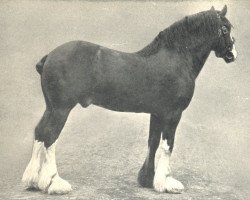 stallion Baron of Buchlyvie (Clydesdale, 1900, from Baron's Pride 9122)