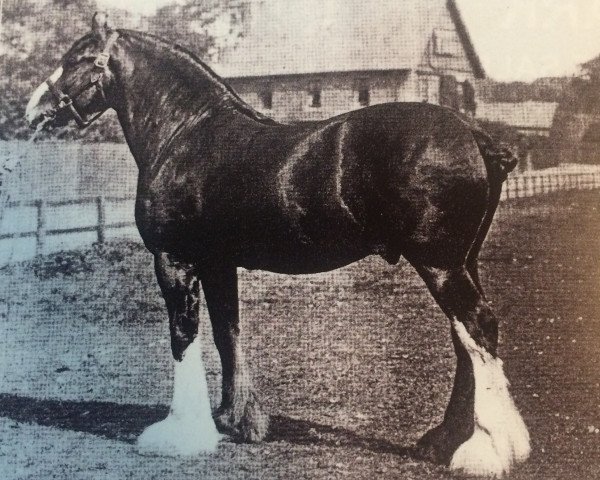 Deckhengst Bonnie Buchlyvie 14032 (Clydesdale, 1906, von Baron of Buchlyvie)