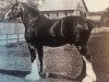 stallion Bonnie Buchlyvie 14032 (Clydesdale, 1906, from Baron of Buchlyvie)