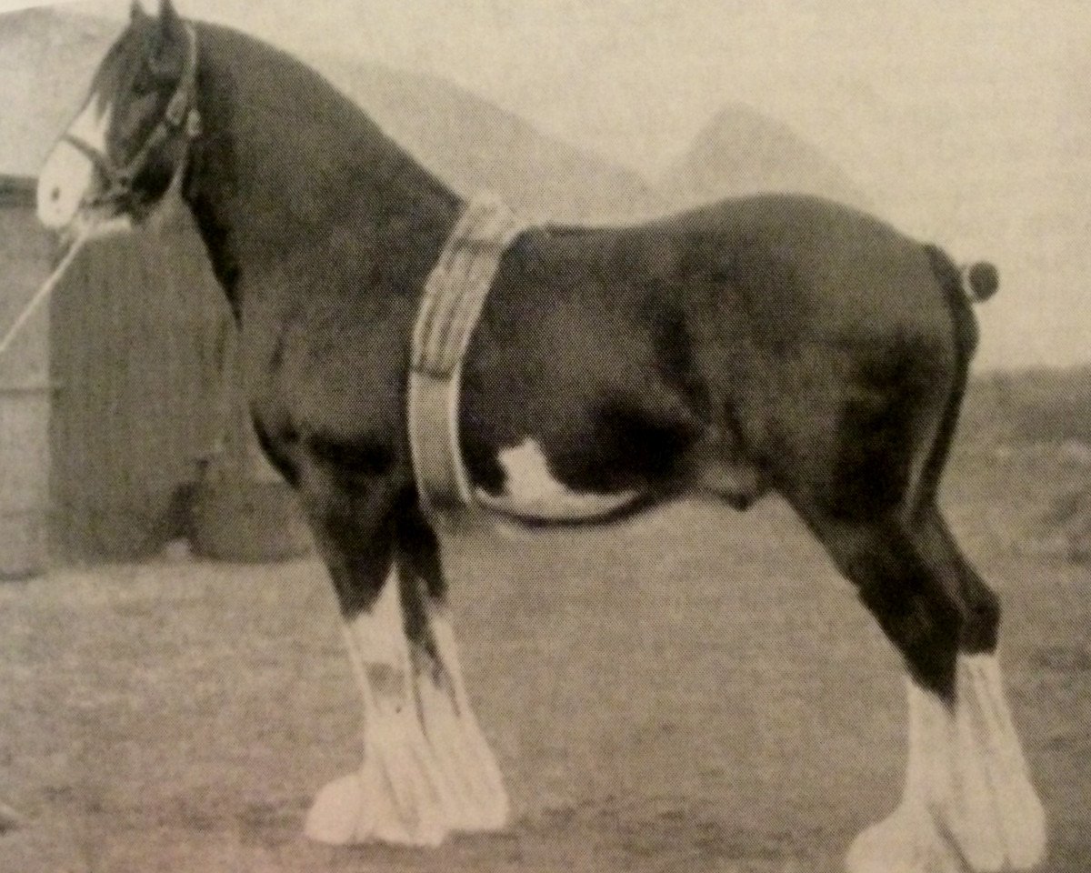 stallion Craigie McQuaid (Clydesdale, 1921, from Bonnie Buchlyvie 14032)