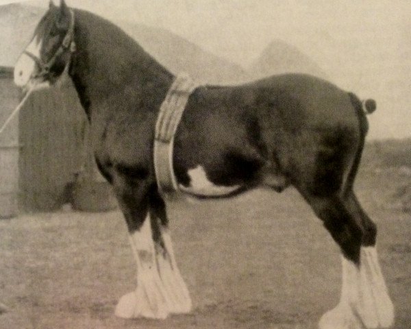 Deckhengst Craigie McQuaid (Clydesdale, 1921, von Bonnie Buchlyvie 14032)