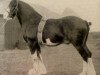 stallion Craigie McQuaid (Clydesdale, 1921, from Bonnie Buchlyvie 14032)