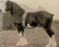 Deckhengst Craigie McQuaid (Clydesdale, 1921, von Bonnie Buchlyvie 14032)