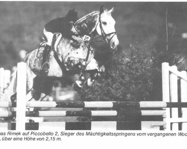 Pferd Piccobello (Hannoveraner, 1975, von Pikoer)