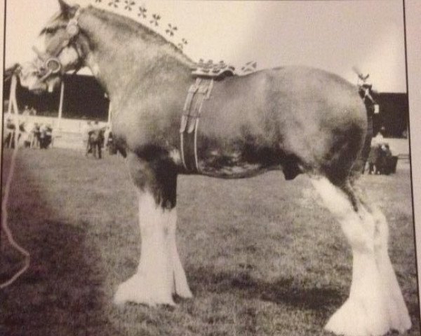 stallion Doura Masterstroke (Clydesdale,  , from Doura Aristocrat)