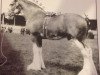 stallion Doura Masterstroke (Clydesdale,  , from Doura Aristocrat)