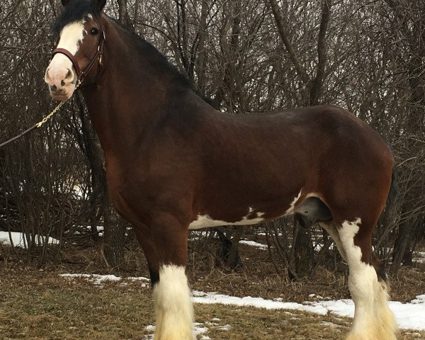 stallion Doura Above All (Clydesdale, 1999, from Greendykes Chancer)