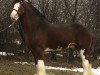 stallion Doura Above All (Clydesdale, 1999, from Greendykes Chancer)