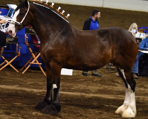 broodmare 2S Above All's Miss Jaunty (Clydesdale, 2010, from Doura Above All)