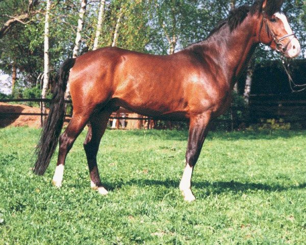 Deckhengst Top Pepino (New-Forest-Pony, 1995, von Panache)