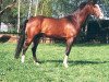 stallion Top Pepino (New Forest Pony, 1995, from Panache)