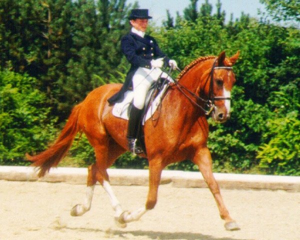 horse Goldengel (Hanoverian, 1988, from Garibaldi II)