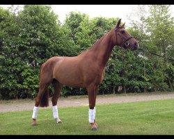 jumper Ally 23 (German Riding Pony, 2011, from Airman xx)