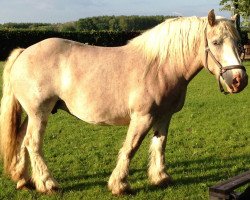 broodmare Nahla (Rhenish-German Cold-Blood, 2006, from Nelson)