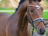 dressage horse Don Ami (German Riding Pony, 2014, from Tackmanns Don Alonso NRW)