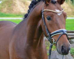 dressage horse Don Ami (German Riding Pony, 2014, from Tackmanns Don Alonso NRW)