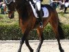 Dressurpferd Lord of Liberty 4 (Irish Sport Horse, 2010, von Lancelot)