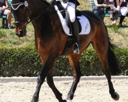 dressage horse Lord of Liberty 4 (Irish Sport Horse, 2010, from Lancelot)