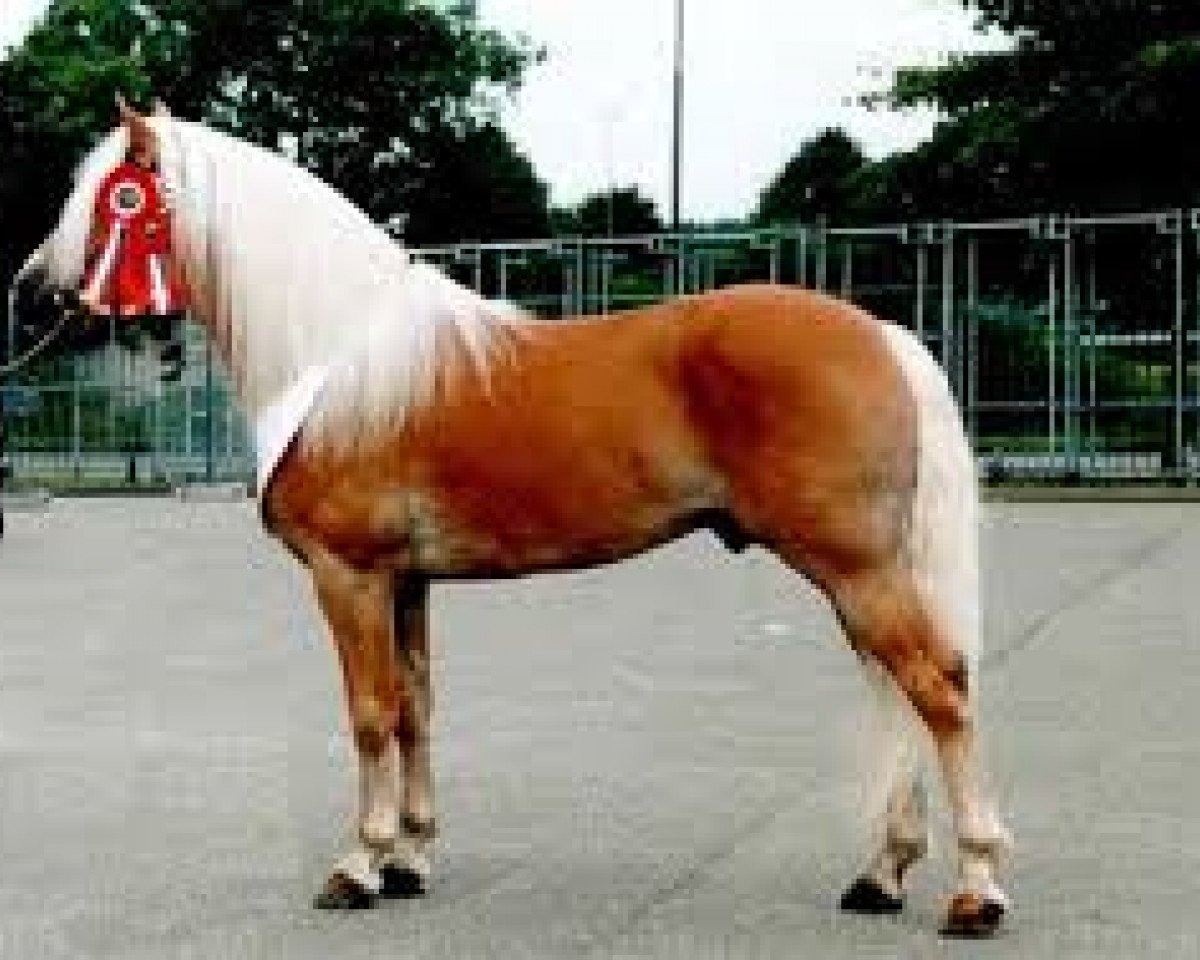 stallion Notaris (Haflinger, 1993, from Nevada)