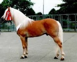 stallion Notaris (Haflinger, 1993, from Nevada)