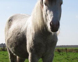 Deckhengst Kappi vom Frieslandhof (Islandpferd, 2015)