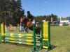 jumper Flashdance 77 (Trakehner, 2004, from Handryk)