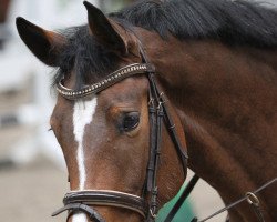 jumper Coryphee 2 (Oldenburg show jumper, 2011, from Catalido)