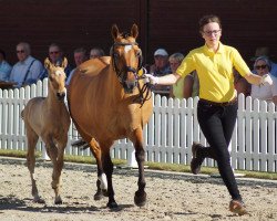 broodmare Sissi Surprise (German Riding Pony, 1996, from Doolittle)