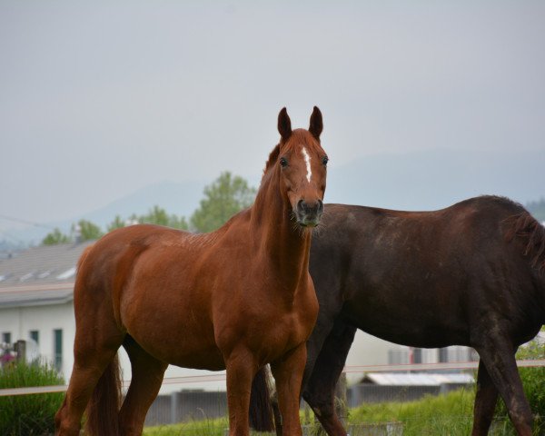 horse Lauries Gold (Hanoverian, 2002, from Lauries Crusador xx)