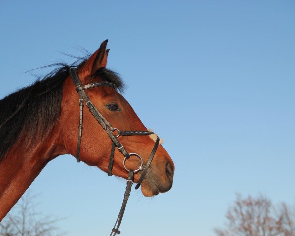 jumper Roy's Contenara (German Sport Horse, 2010, from Contenaro)