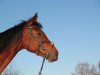 Springpferd Roy's Contenara (Deutsches Sportpferd, 2010, von Contenaro)