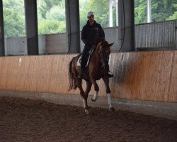 broodmare Finale 182 (Oldenburg, 2010, from Fidertanz)