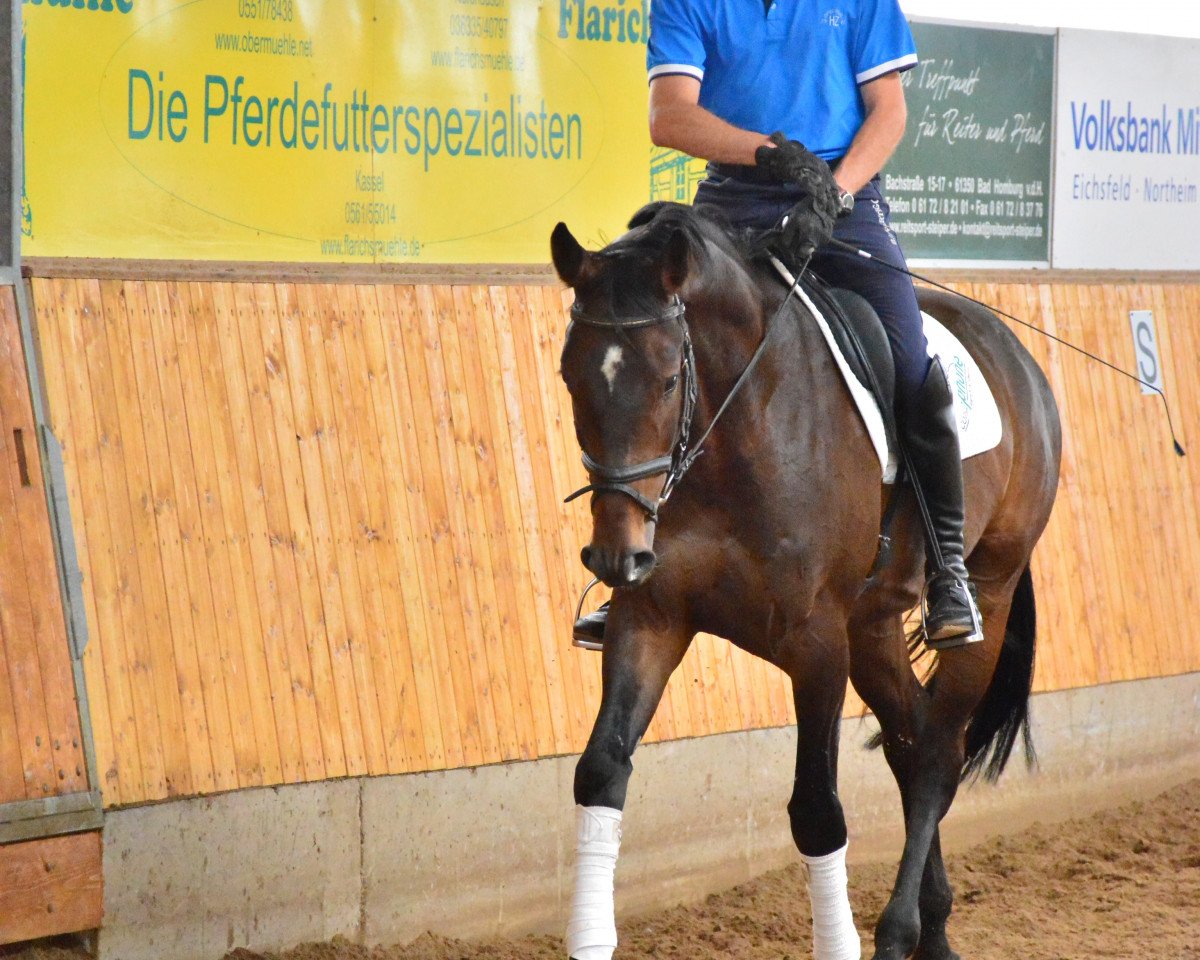 Dressurpferd Scatman von Scolari (Hannoveraner, 2010, von Scolari)