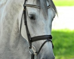 jumper Tiffany 397 (German Warmblood, 2011)